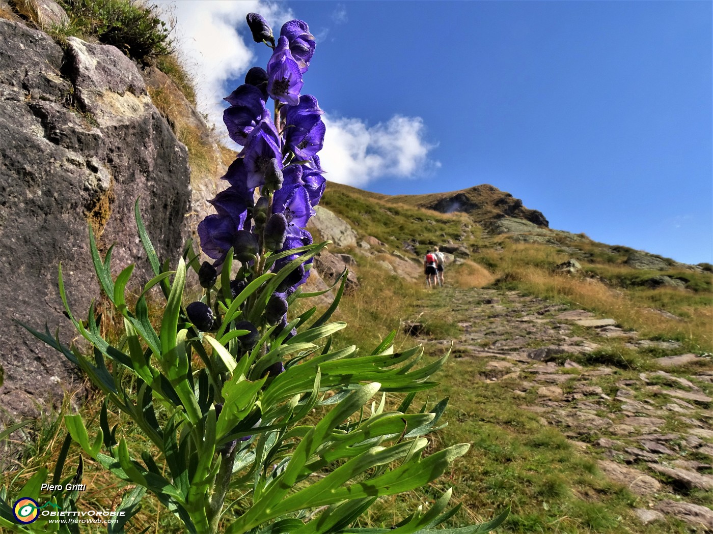 17 Aconitum napellus (Aconito napello).JPG